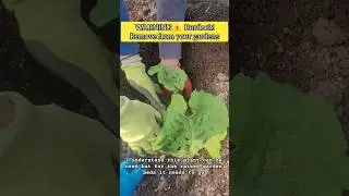 WARNING ⚠️ Burdock in your raised garden beds remove it! #shorts #garden #raisedbed