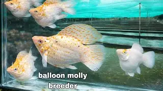 Biggest Molly Farm in Davao / beginners tips for fishkeeping