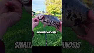 Beautiful Smallmouth with Melanosis!