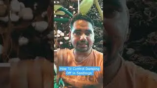 Damping Off in Seedling 🌱#dampingoff #shorts
