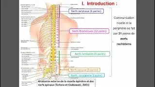 Physiologie des racines rachidiennes
