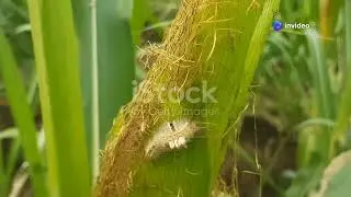 Trap cropping for Spodoptera frugiperda