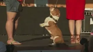 World's Ugliest Dog Contest Heats Up