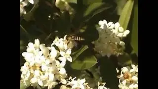 Sphaerophoria fatarum F  pestřenka