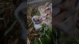Weihnachtsgr&uuml;n #hasen #rabbit #bunny #kaninchen #cute #baby #green #winter #lustig #cuteanimals #s&uuml;&szlig;