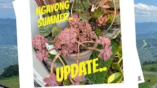 Halos mag 40degrees na..#japan #plants #succulentcollection #garden