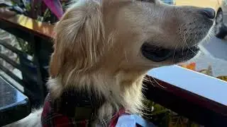 Dog edit 2