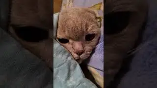 ЗАКАДРОВАЯ ОЗВУЧКА ))