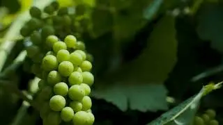 SUDD Wine, Mediterranean by nature.
