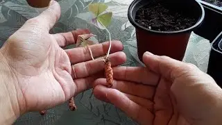 Planting up a few Shamrock bulbs/Rhizomes today