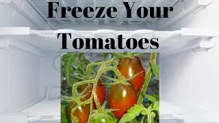 How to Freeze Tomatoes the Easy Way! No Blanch, Freeze Whole Tomatoes.