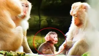 A LOVELY BABY BRADY/LUKA WAS LIKED & LOVED BY TEREZA MONKEY.