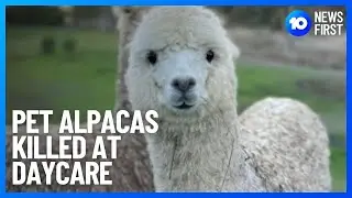 Alpacas Mauled To Death | 10 News First