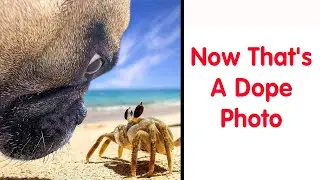 Adorable Memes That Dog Owners May Find Funny And Relatable