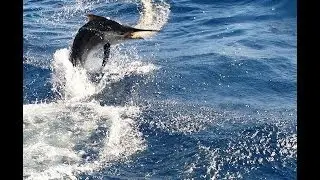 Big Game Fishing Raptor Ridge Australia 0001
