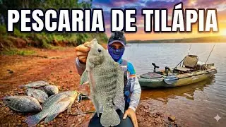 TIL&Aacute;PIA NIL&Oacute;TICA NA ISCA ARTIFICIAL