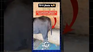 Kinnar Bhains ki sacchai #kinnar #facts #bhains #cattle #buffalo #miracle #shocking #viral #shorts
