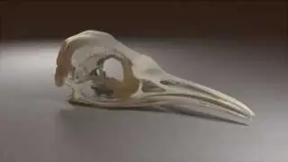 Aptenodytes forsteri (Emperor penguin) Skull
