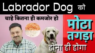 What to feed a Labrador dog to make it fat / How to make a Labrador dog fat