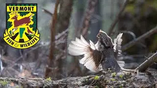 Scat and Tracks S3E2: The Ruffed Grouse