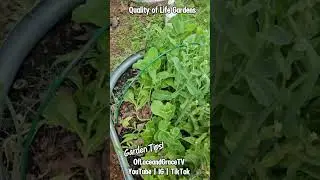 #GardenTips #HowToGrowYourOwnFood #GodsBlessingsToUs #FoodSustainability #OfLaceandGraceTV