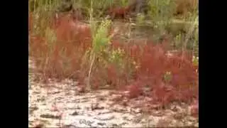 unique red Drosera filiformis in Florida