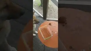 A dog drinks tea at an exclusive table (Собака пьёт чай за эксклюзивным столиком)