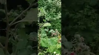 родом из детства #хабаровскийкрай #хабаровск #природа #цветы