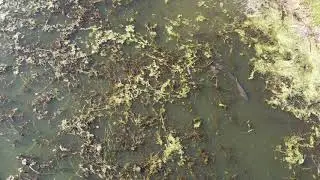 Carp at Waubay