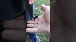 I CAUGHT A LIZARD I need name ideas