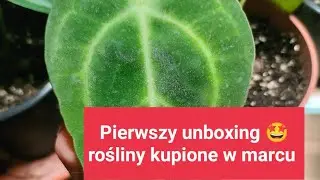 Unboxing trzech paczek ! Pierwsze rośliny w marcu ! #unboxing #10