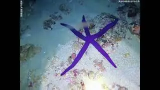 Seafood Harvested by Fishermen While Diving: Octopus, Parrotfish, Sea Cucumbers, Eels