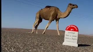 Croiser un troupeaux de dromadaires libres est un moment rare et parler avec le chamelier  unique 