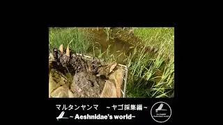 マルタンヤンマ～ヤゴ採集編～#shorts