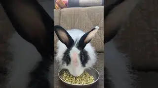 Bunny Tales | Eating Green Gram 😋 #rabbiteating #cute #rabbit #animals #pets