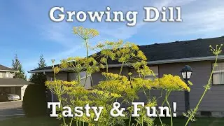 Growing PNW Banquet Dill Plant In A Grow Bag | Organic Herb Gardening