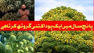 5 سال میں آم کے پودے نے کتنی گروتھ کی؟ 🌳 | ثبوت کے ساتھ مکمل حقیقت | Mango Plant Growth Proof