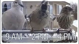 12/31/2025 Flathead Valley Bird Cam