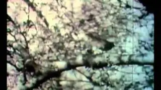 Forest murmurs, &Scaron;uma &scaron;umori, 1947 by Slavko Vorkapich.