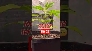 Day 25 Topping plants - Three different Gelato Strains / Sanlight 6-120