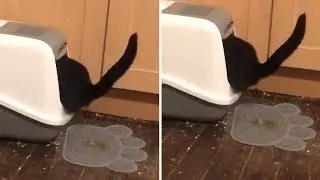 Cat Pees Outside Litter Box