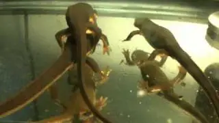 Taricha granulosa courtship/amplexus