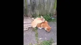 Rampant rabbit