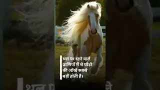 amazing facts about horse in hindi | sk facts creation | #shorts