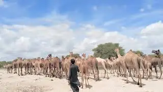Beautiful wildlife video || Camel dessert video #animals #animallife #camel #wildlife #dessert