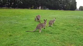 Kangarooland-2a
