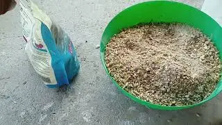 cómo Aser que las gallinas pongan huevos