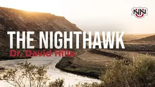 Dr. David Hille | The Common Nighthawk