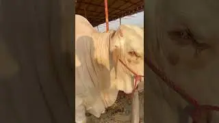 #cow #cowmandiupdate #shortvideos #shorts