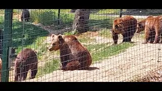 D&GN_ROMANIA PART 9 GONDOLA BEAR SANCTUARY RISNOV CAMPING